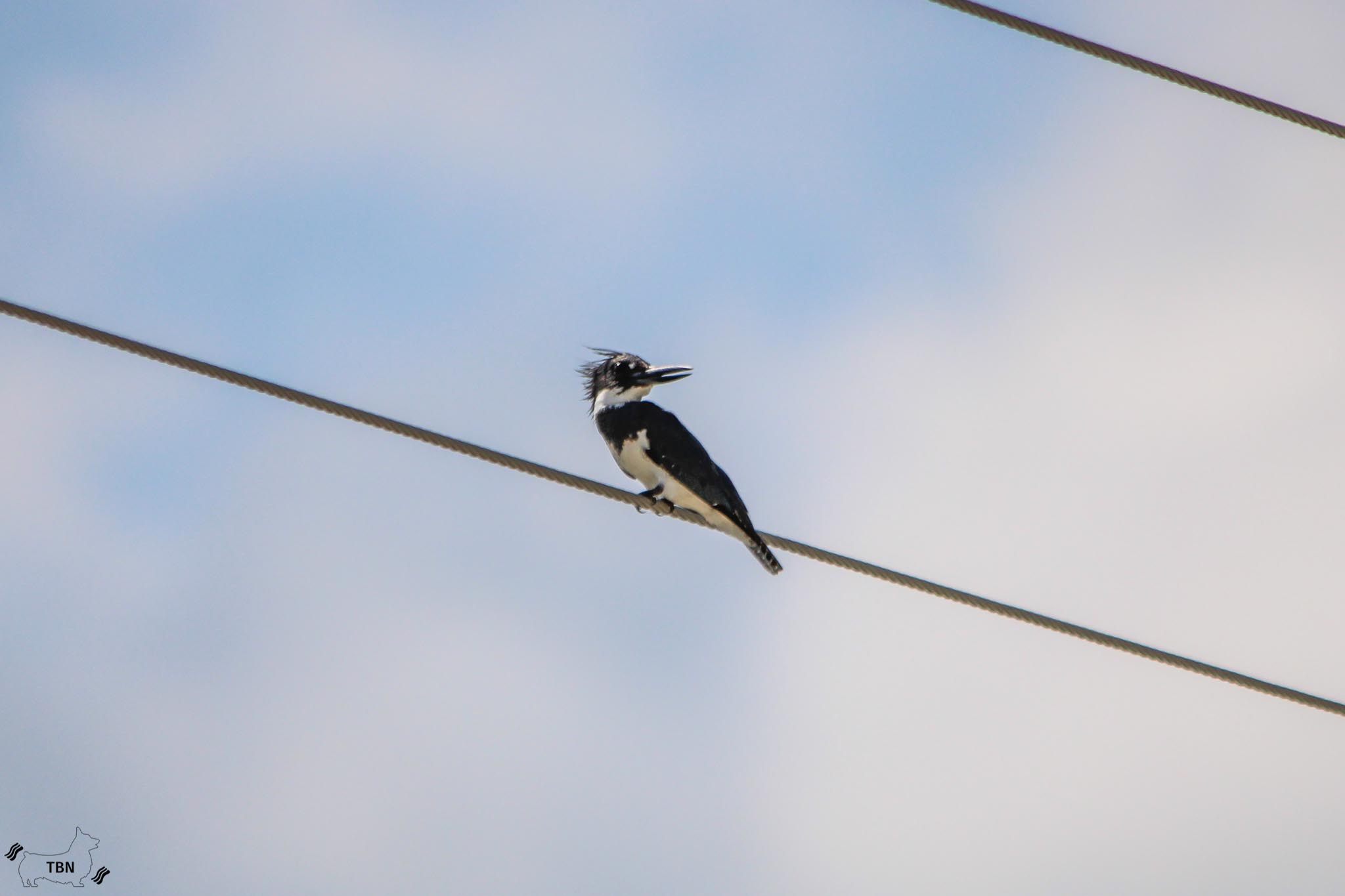 Belted Kingfisher